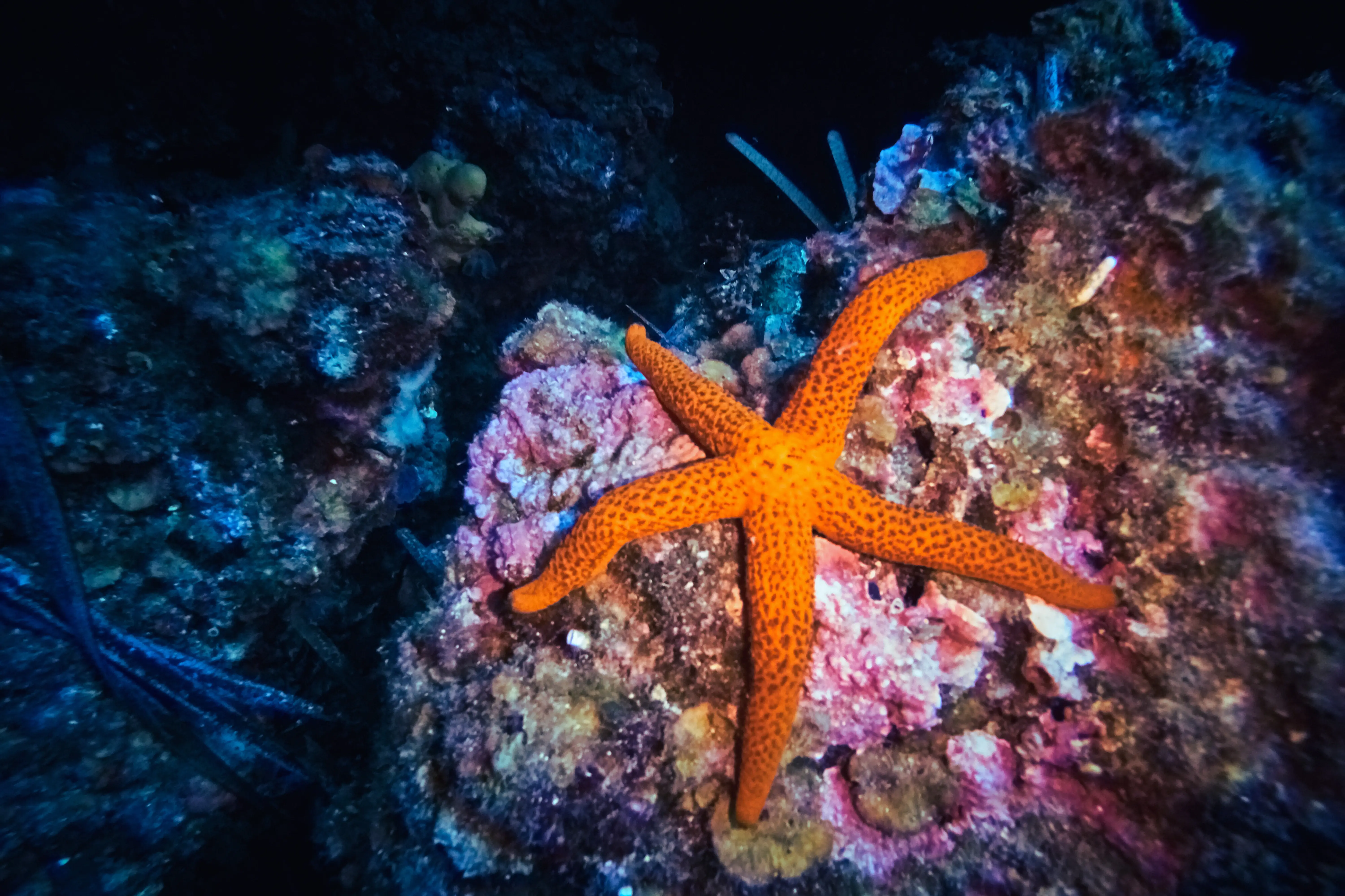 Orange Linckia Starfish